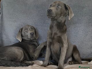 Labrador Retriever dogs Labrador - Advert 13