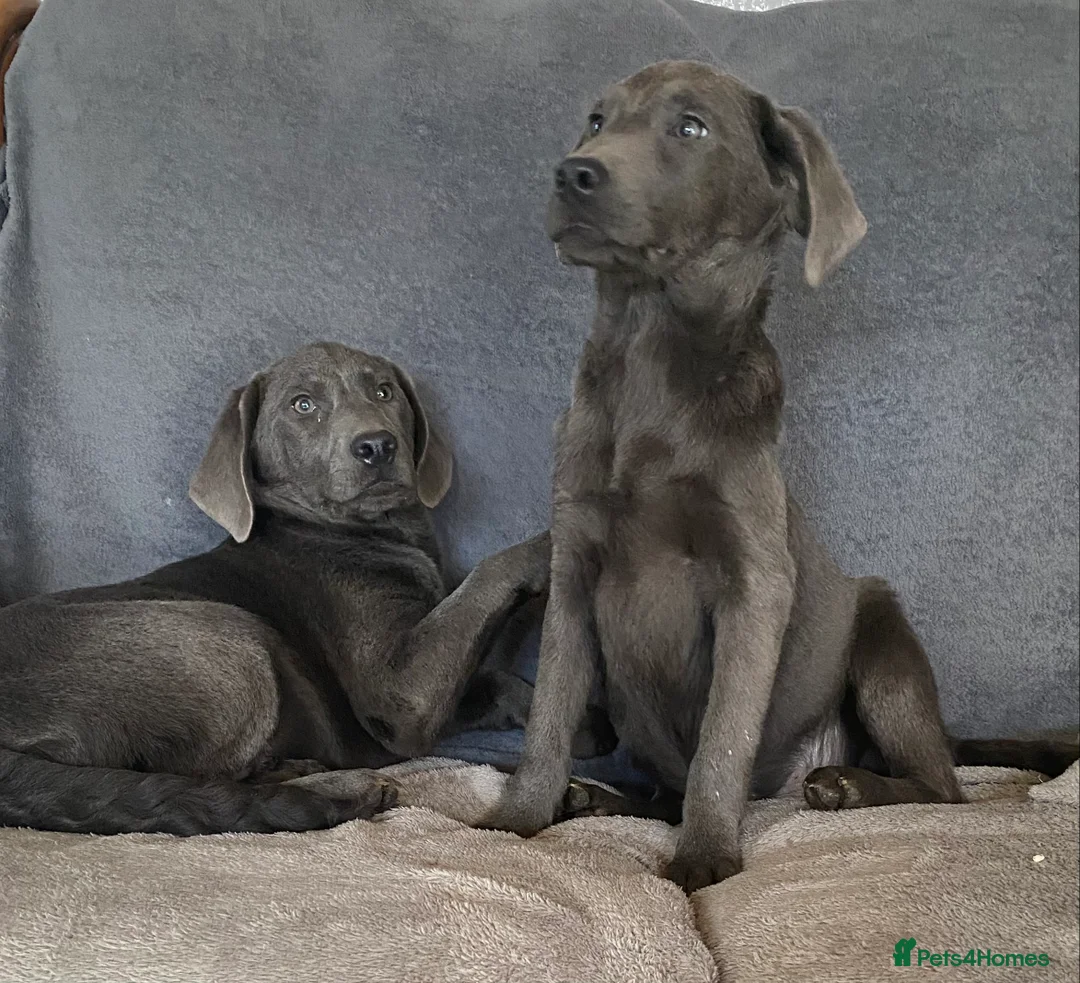 Labrador Retriever dogs for sale: Labrador  - Advert 1