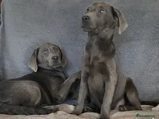 Labrador Retriever dogs Labrador - Advert 15