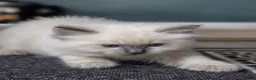 Ragdoll cats for sale: ✨️ Beautiful TICA-Registered Ragdoll Kittens ✨️ - Advert 4