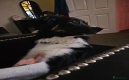 Border Collie dogs for sale: Beautiful border Collie bailey - Image 4