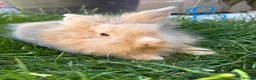 Lionhead rabbits for sale: Lionhead rabbits for sale  - Advert 4