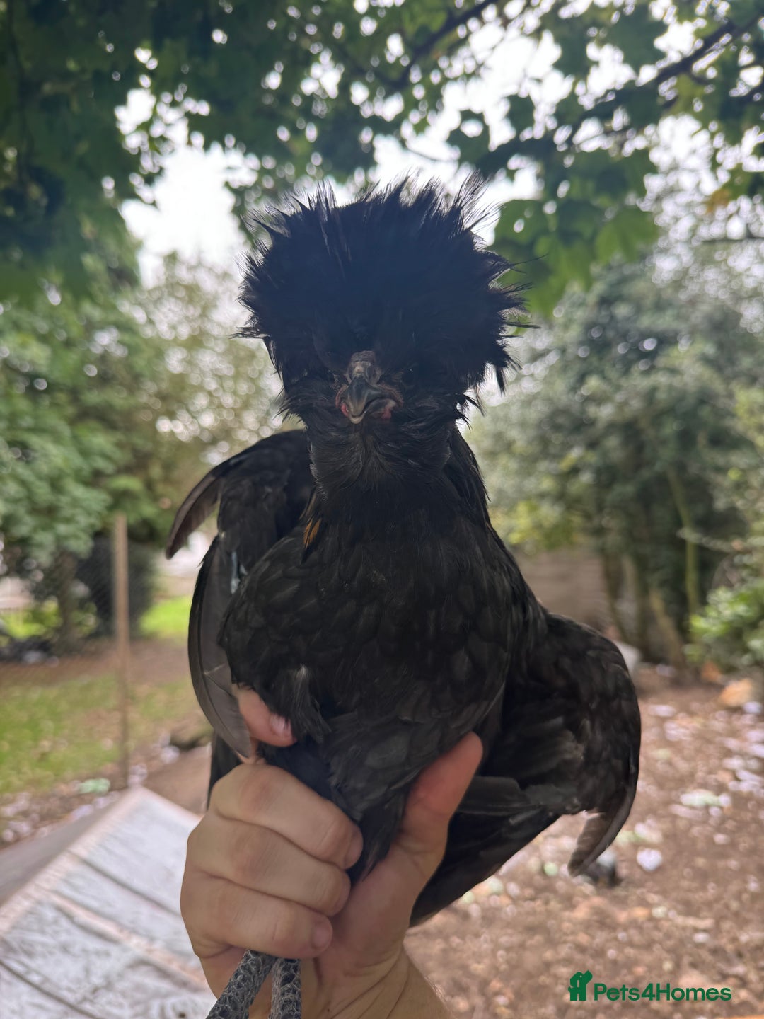 Chickens poultry for sale: Roosters and Chicks - Image 7