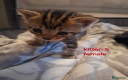 British Shorthair cats for sale: Beautiful kittens 😸  - Image 7