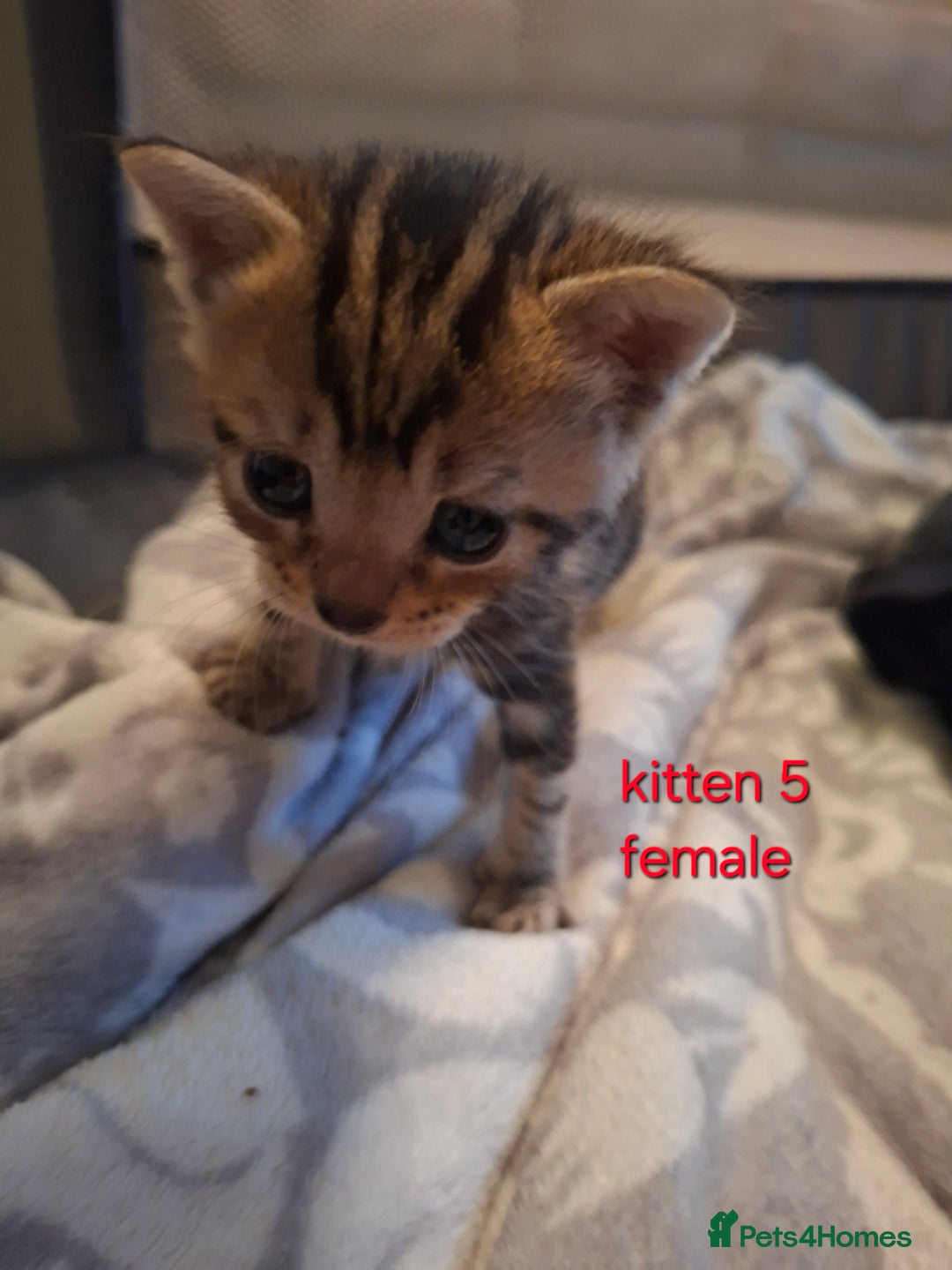 British Shorthair cats for sale: Beautiful kittens 😸  - Image 7