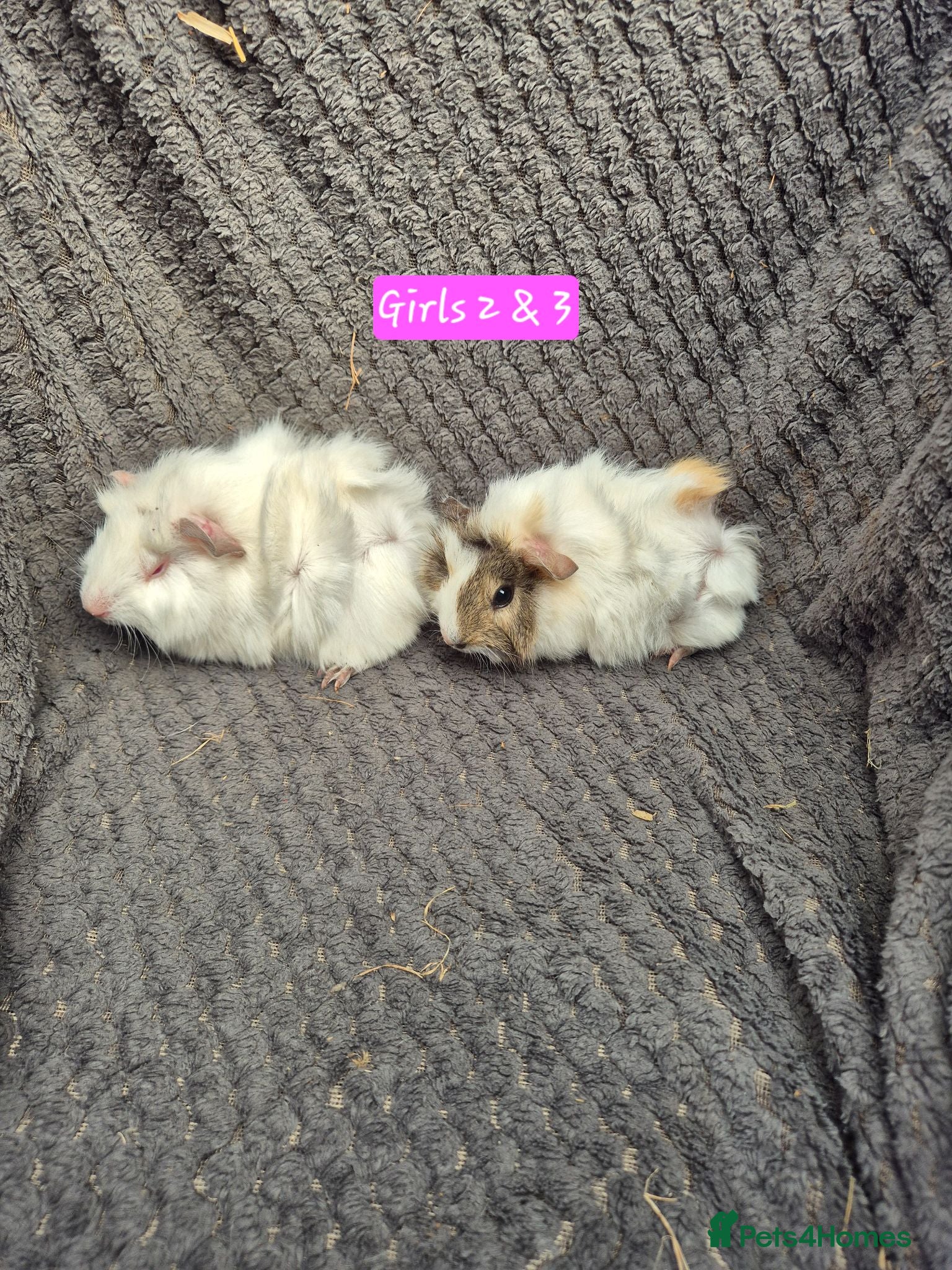 Guinea Pig rodents Guinea Pigs 👀🏡 - Advert 16