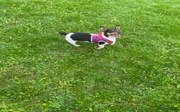 Mixed Breed dogs for sale: Jack russel cross - Image 3