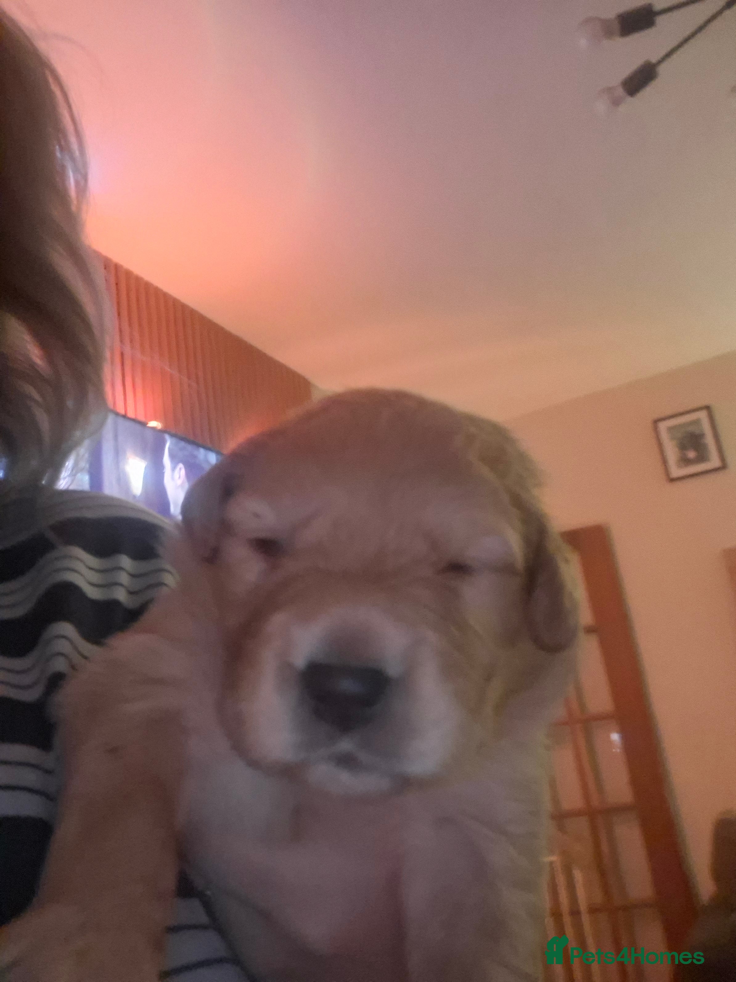 Mixed Breed dogs Gorgeous f1 border retreiver pups 1 boy 1girl left - Advert 4