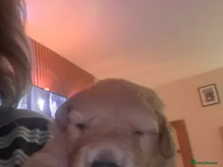 Mixed Breed dogs Gorgeous f1 border retreiver pups 1 boy 1girl left - Advert 4