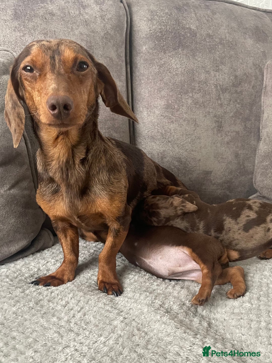 Miniature Dachshund dogs for sale: Miniature dachshunds ready now - Image 8