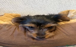 Yorkshire Terrier dogs for sale: Stunning Yorkshire Terrier puppies for sale  - Image 5