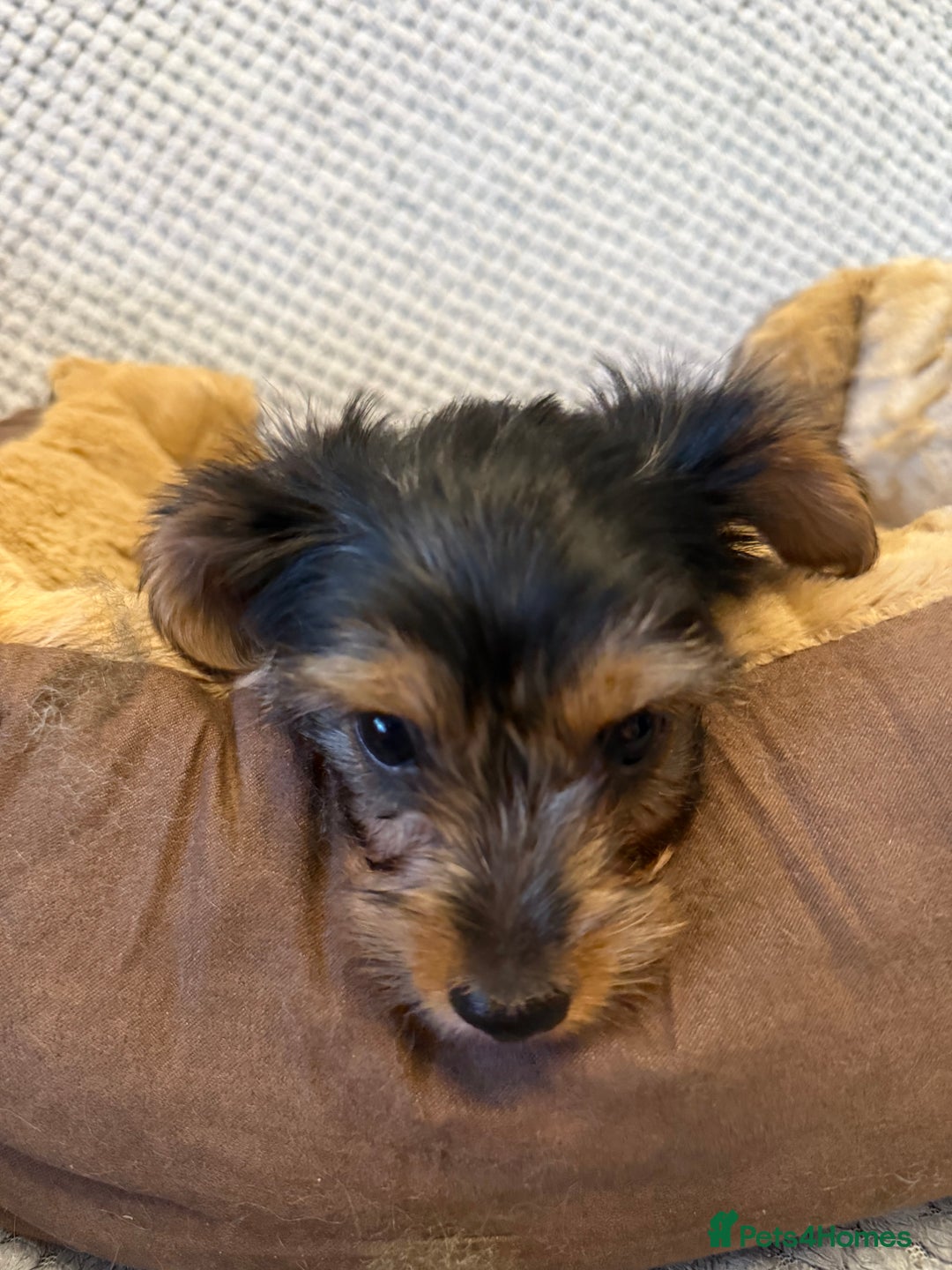 Yorkshire Terrier dogs for sale: Stunning Yorkshire Terrier puppies for sale  - Image 5