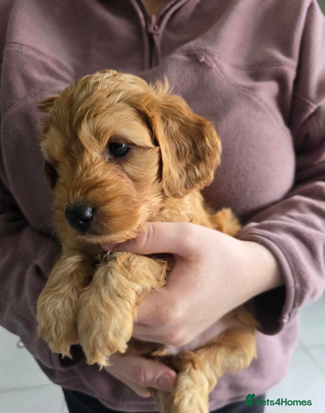 Cockapoo dogs for sale: F1B Red Cockapoo Pups - Image 3