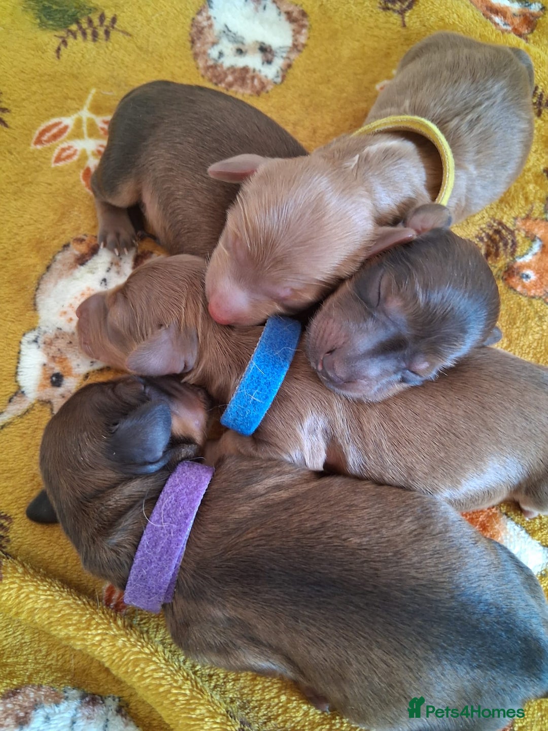 Miniature Dachshund dogs for sale: Longhaired Minature Dauchounds - Image 12