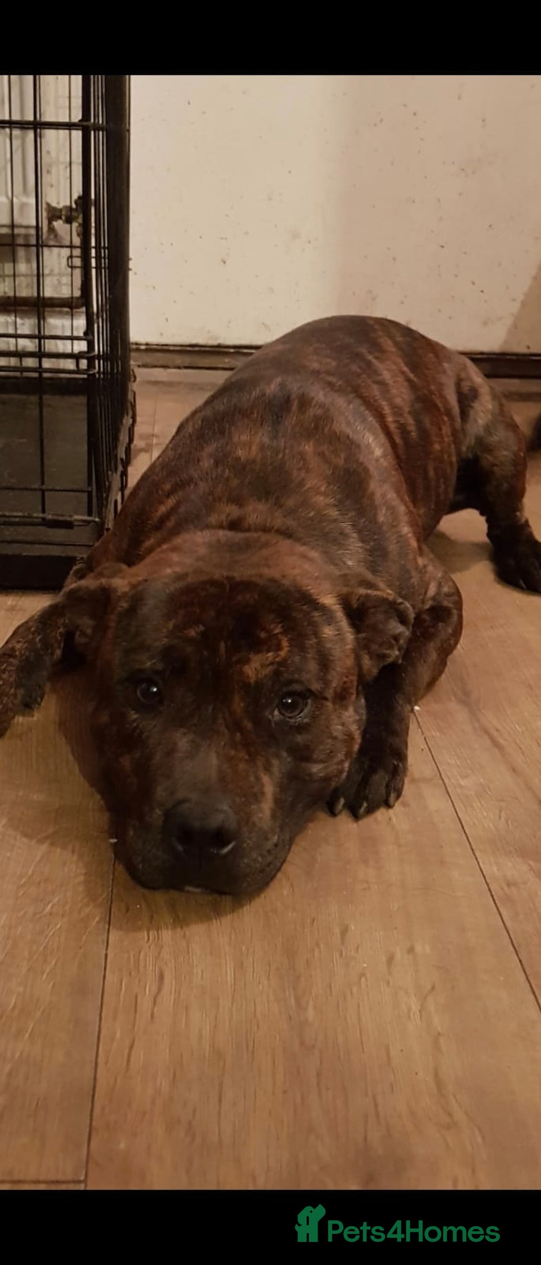 Mixed Breed dogs for sale: Staffy mix breed pups for sale - Advert 11