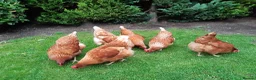 Chickens poultry for sale: Day Old Chicks **Register Your Interest** in Felixstowe - Advert 5