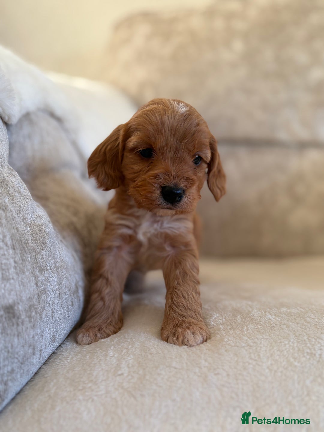 Cockapoo dogs for sale: F1 Cockapoo puppies - Advert 12