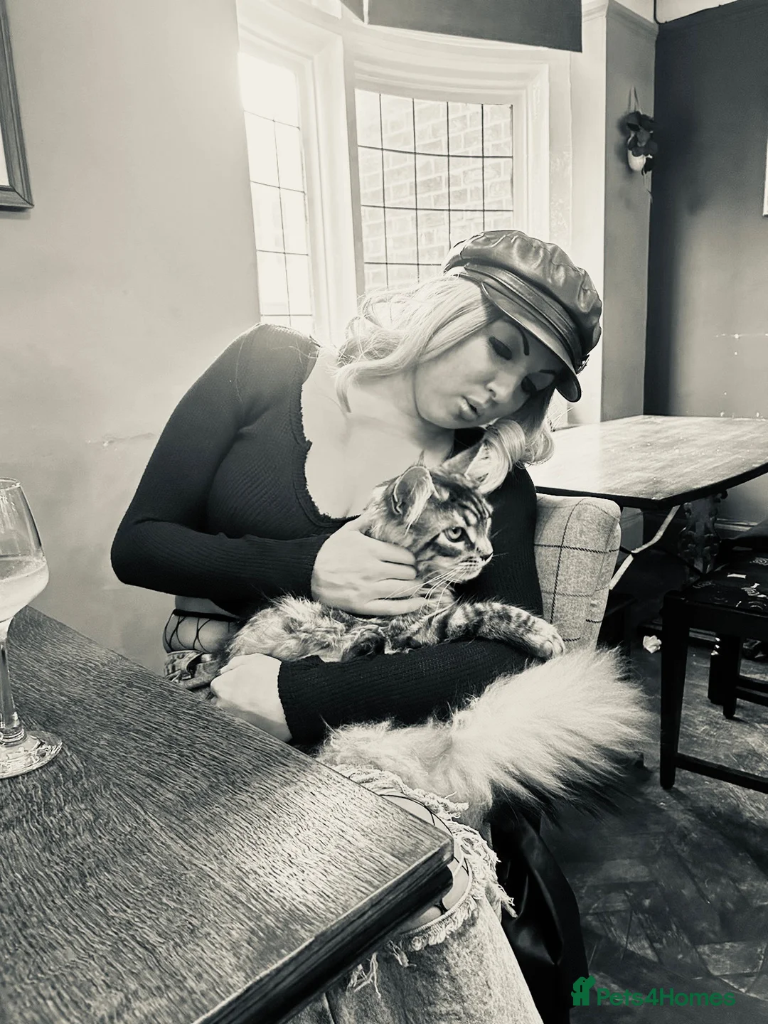 Maine Coon cats for sale: 2 Maincoon cross kittens 1 female and 1 male  in Bristol - Advert 1