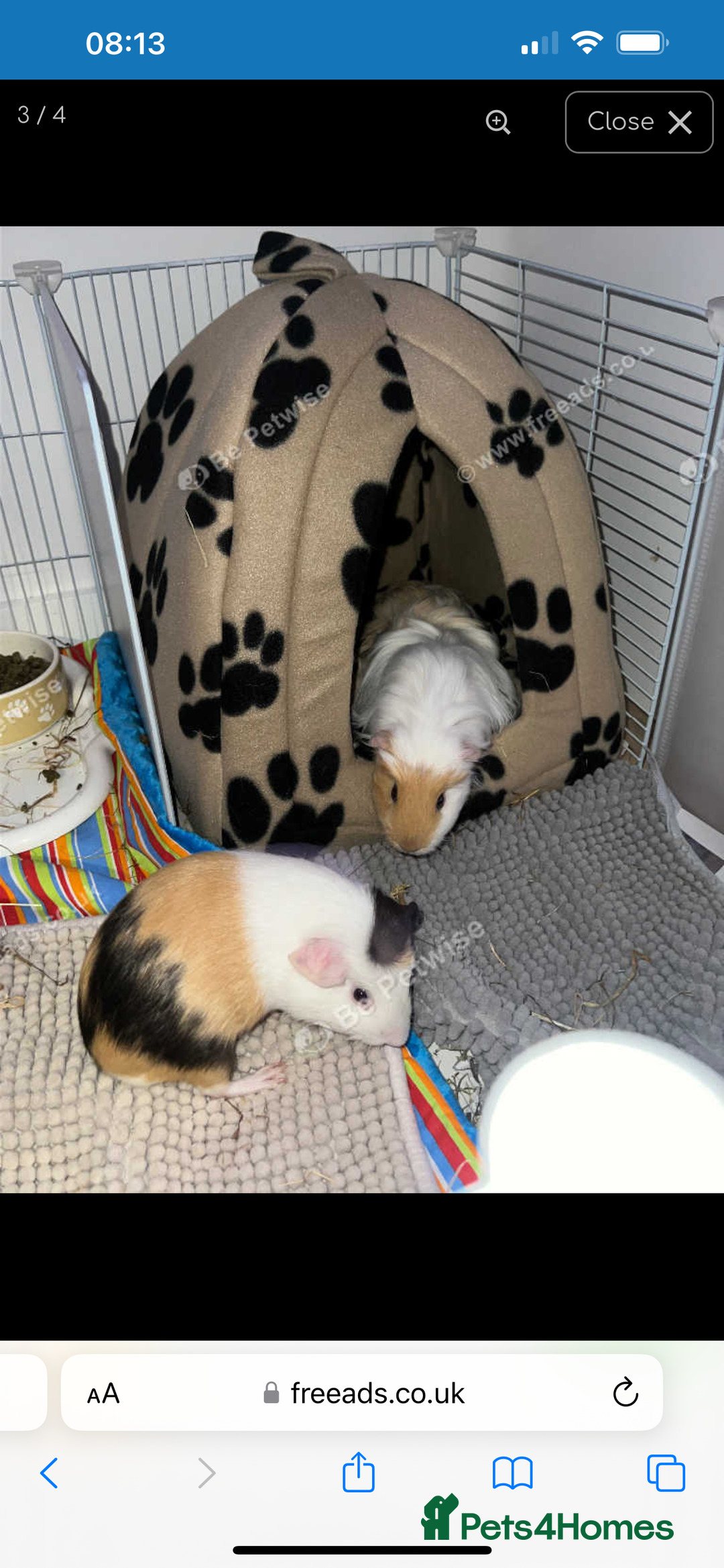 Guinea Pig rodents for sale: 2 14 week old males and set up - Advert 3