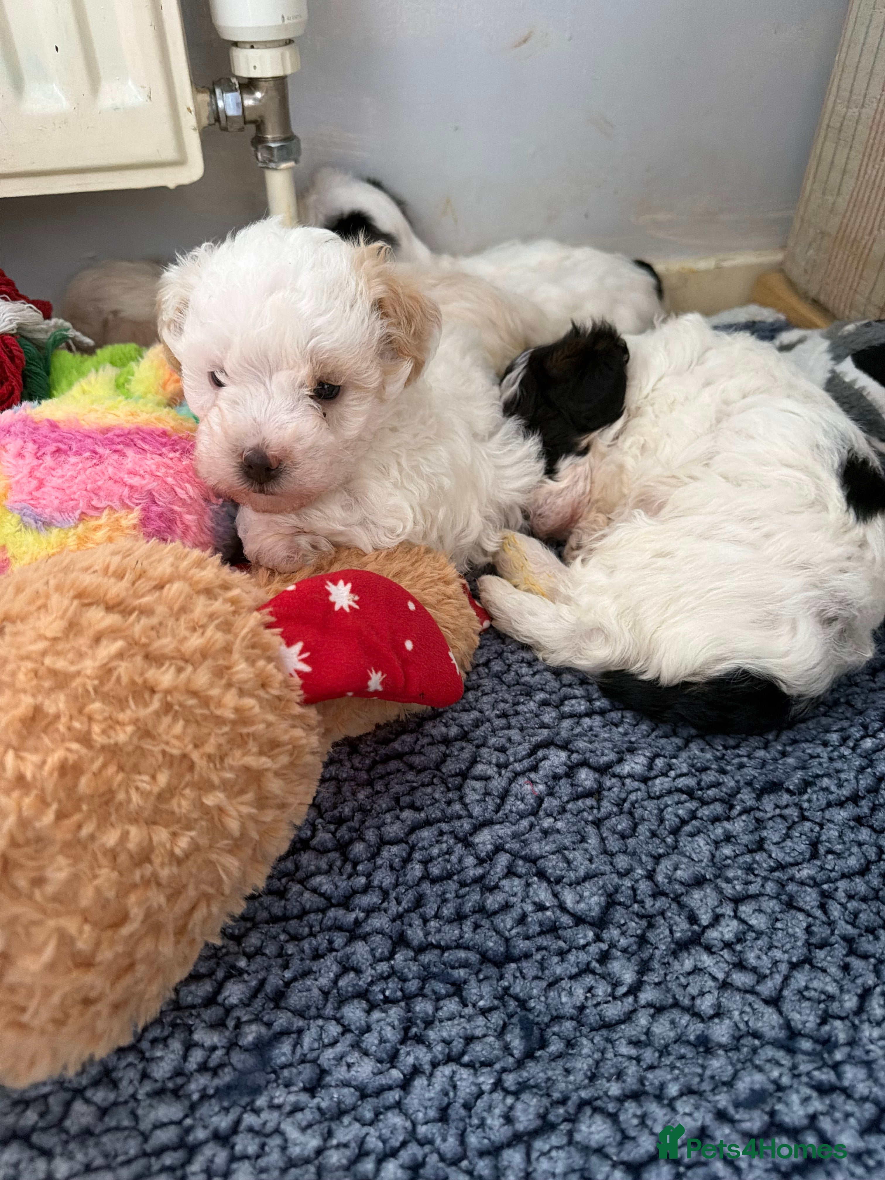 Yorkiepoo dogs One little boy Yorkie poo puppy left  - Advert 11