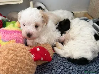 Yorkiepoo dogs One little boy Yorkie poo puppy left - Advert 11