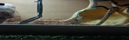 Python Snake reptiles for sale: Royal jackson python - Advert 9