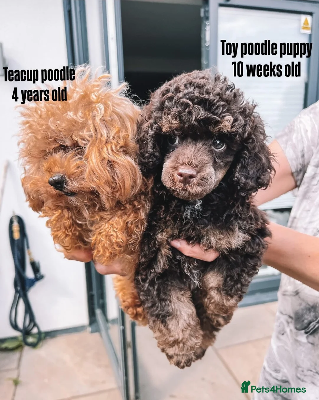 Toy Poodle dogs for stud:  **  Asian KC Toy Poodle for Stud DNA tested in Rickmansworth - Advert 38