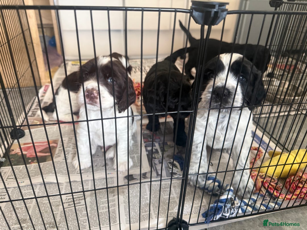 Mixed Breed dogs for sale: SprockerPoo Puppies ready 16/12 - Advert 3