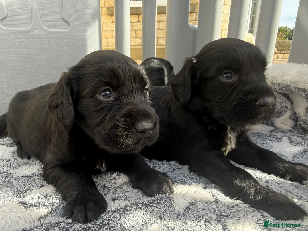 Cocker Spaniel dogs for sale: Cocker spaniel puppies - Advert 13