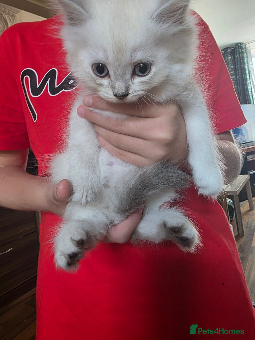 Persian cats for sale: Beautiful persian chinchilla kittens 😸 ♥️  - Image 8