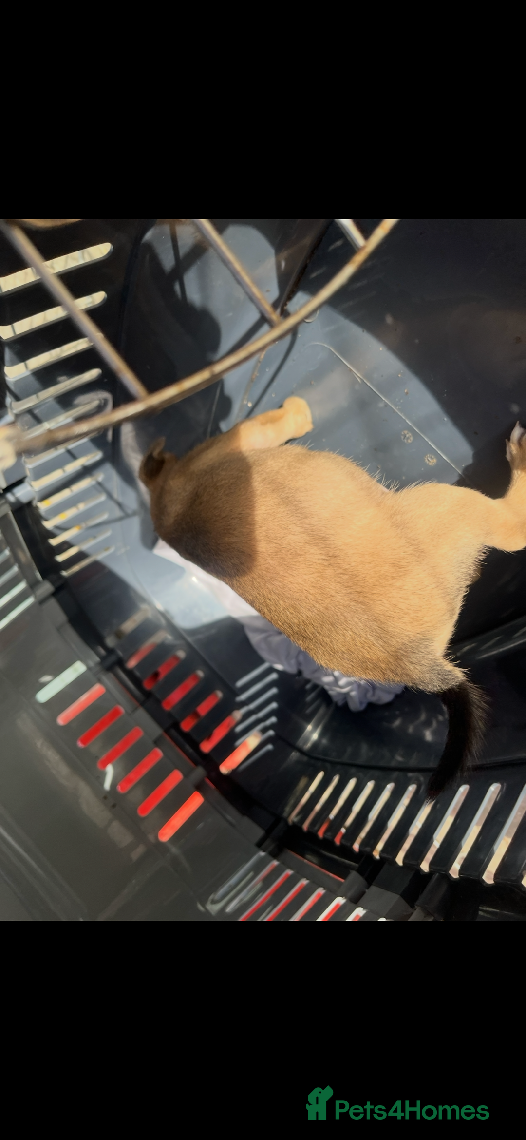 Jack Russell dogs for sale: Jack russle puppies  - Image 4