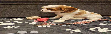 Cavalier King Charles Spaniel Puppy 2