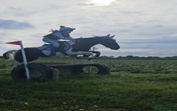 Irish Cob horses for sale: 13.1 fun loving all rounder  - Image 5