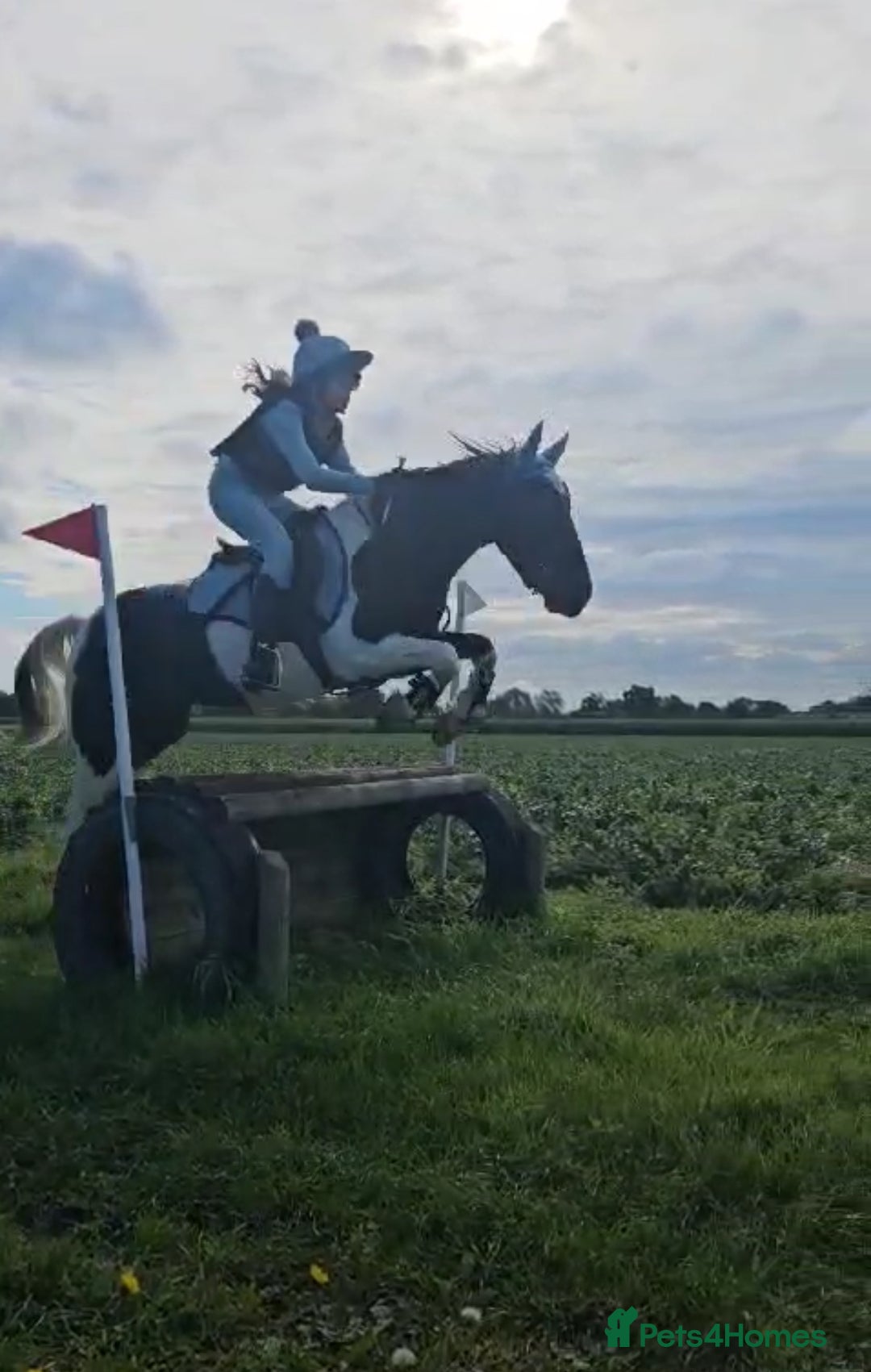 Irish Cob horses for sale: 13.1 fun loving all rounder  - Image 5