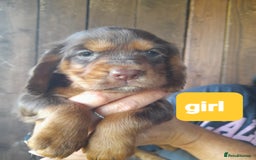 Cocker Spaniel dogs for sale: Working cocker spaniel - Image 6