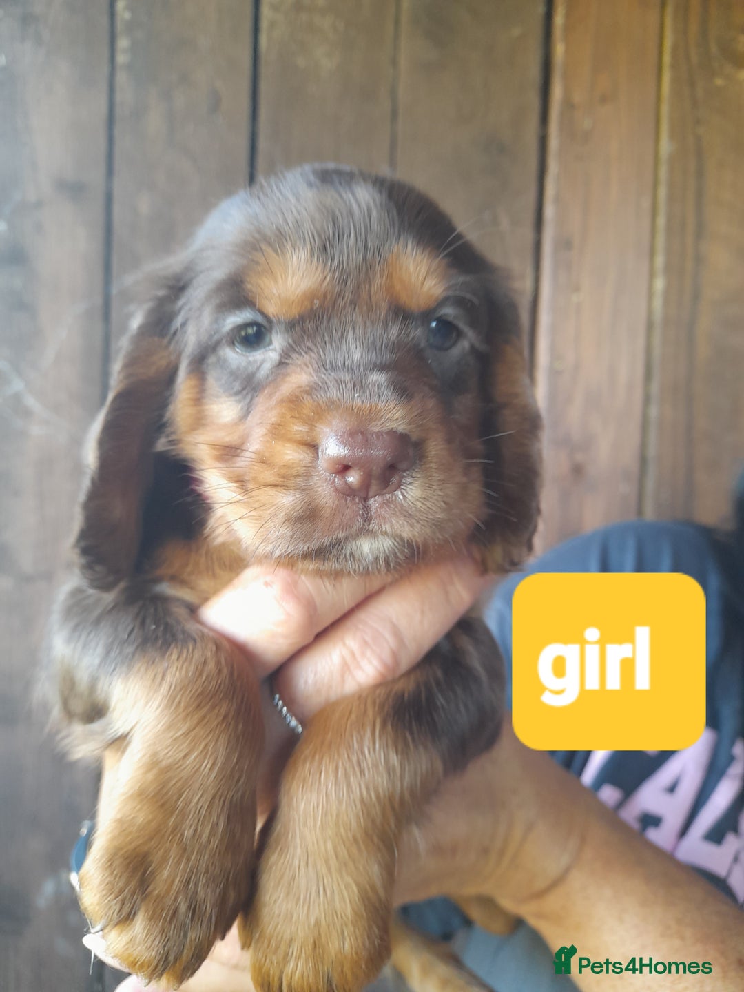 Cocker Spaniel dogs for sale: Working cocker spaniel - Image 6