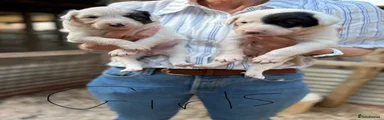 Mixed Breed Puppy 8