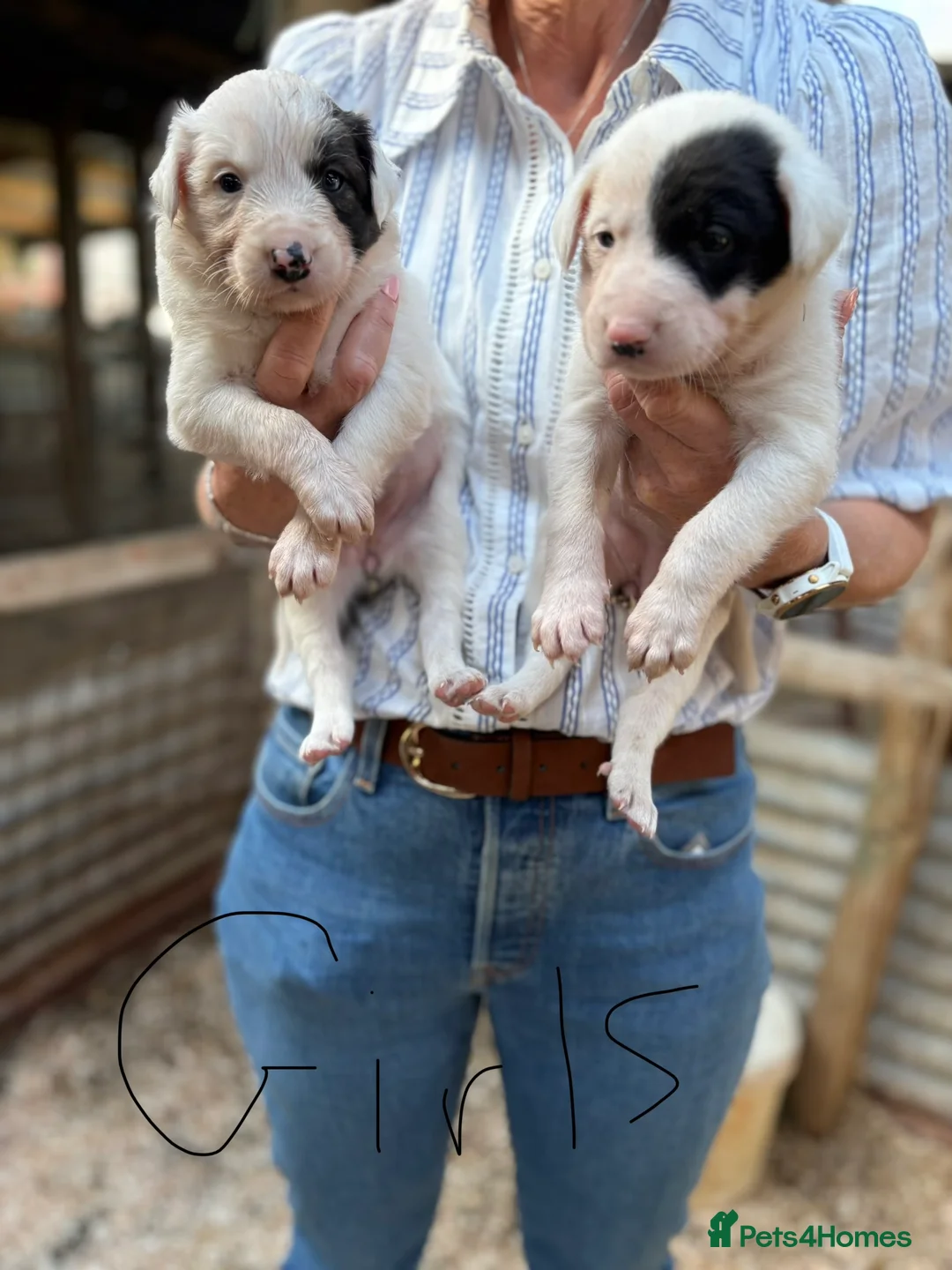 Mixed Breed dogs for sale: Gorgeous mixed collie pups - Advert 2