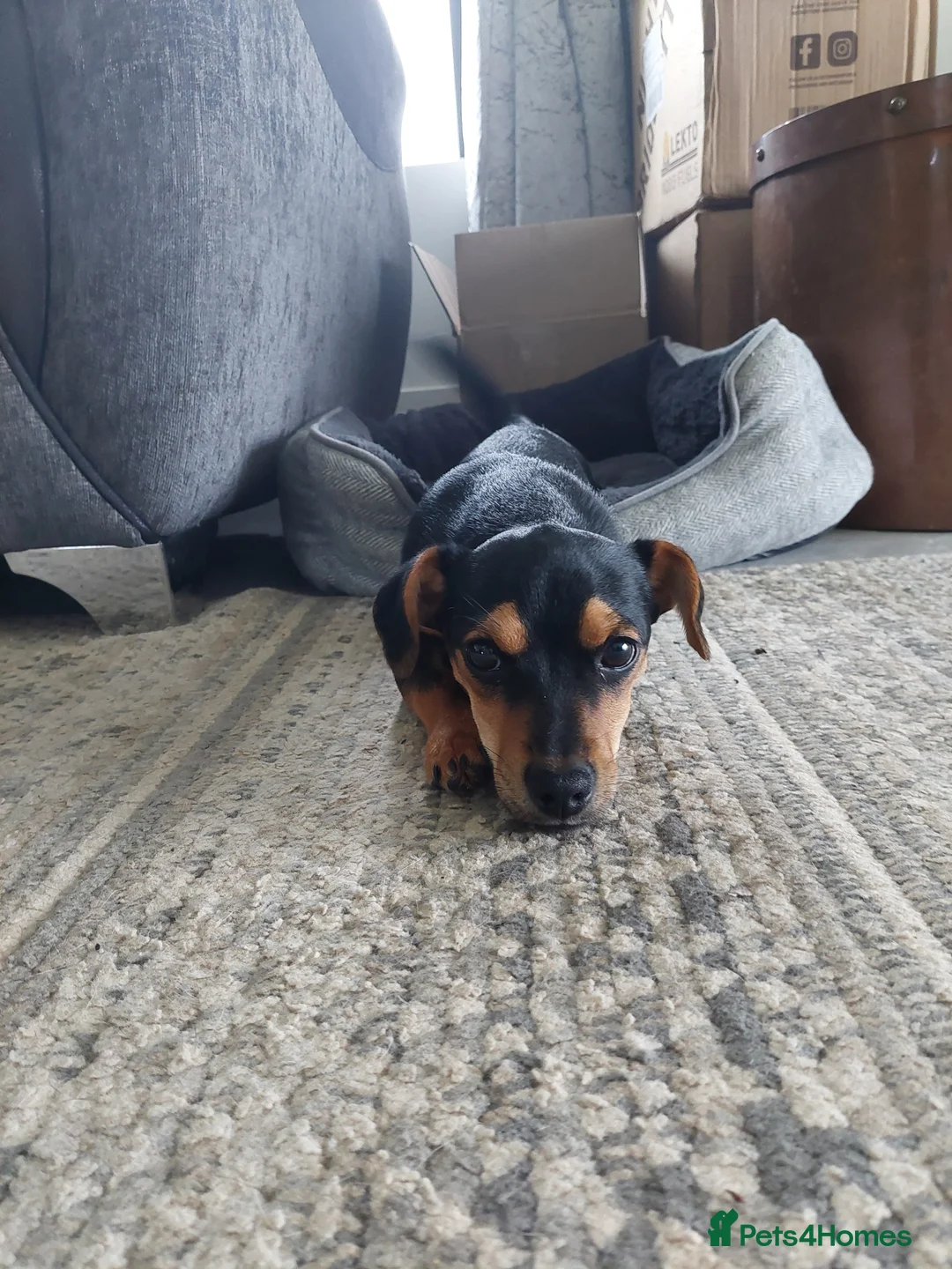 Jack Russell dogs for sale: Female Jack Russell For Sale - Advert 3