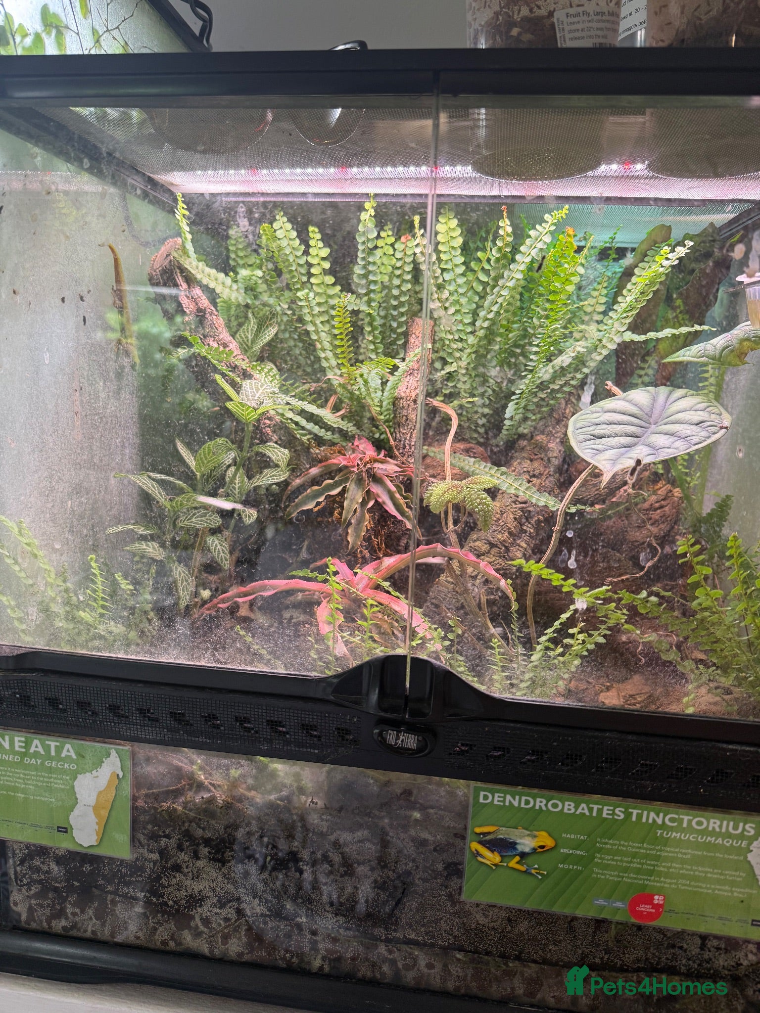 Gecko reptiles Dart frogs and geckos - Advert 1