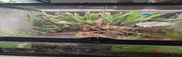 Gecko reptiles for sale: Dart frogs and geckos in Oxford - Advert 1