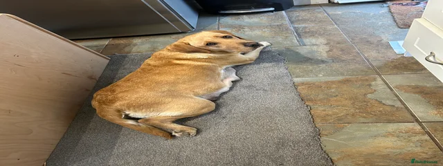 Bonnie