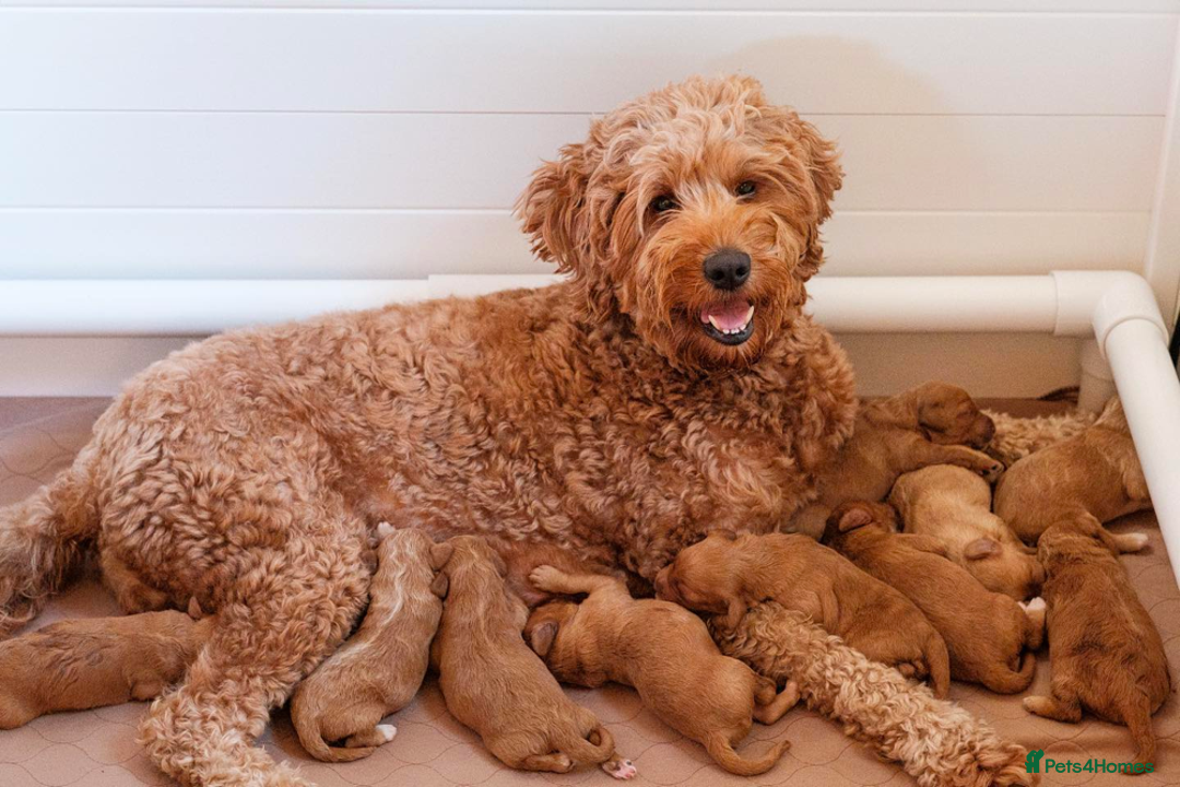Goldendoodle dogs for sale: Goldendoodle pups via POLICE dog behaviourist  - Image 26