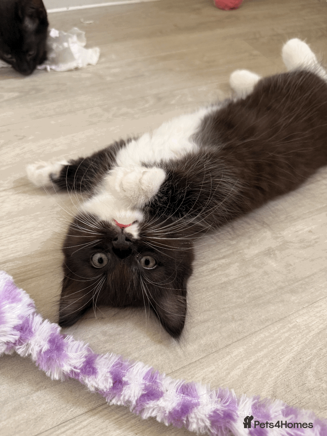 British Longhair cats for sale: LAST KITTEN MALE LONGHAIR TUXEDO - Image 2