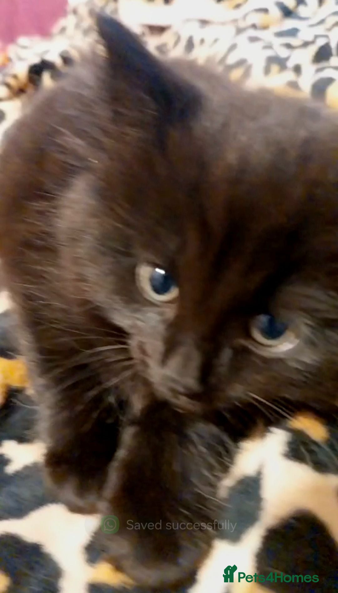 Mixed Breed cats Lovely Kittens 😻 - Advert 2