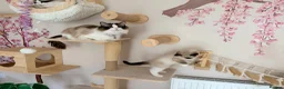 Ragdoll cats for sale: Stunning  European bloodline Ragdoll kittens  - Advert 36