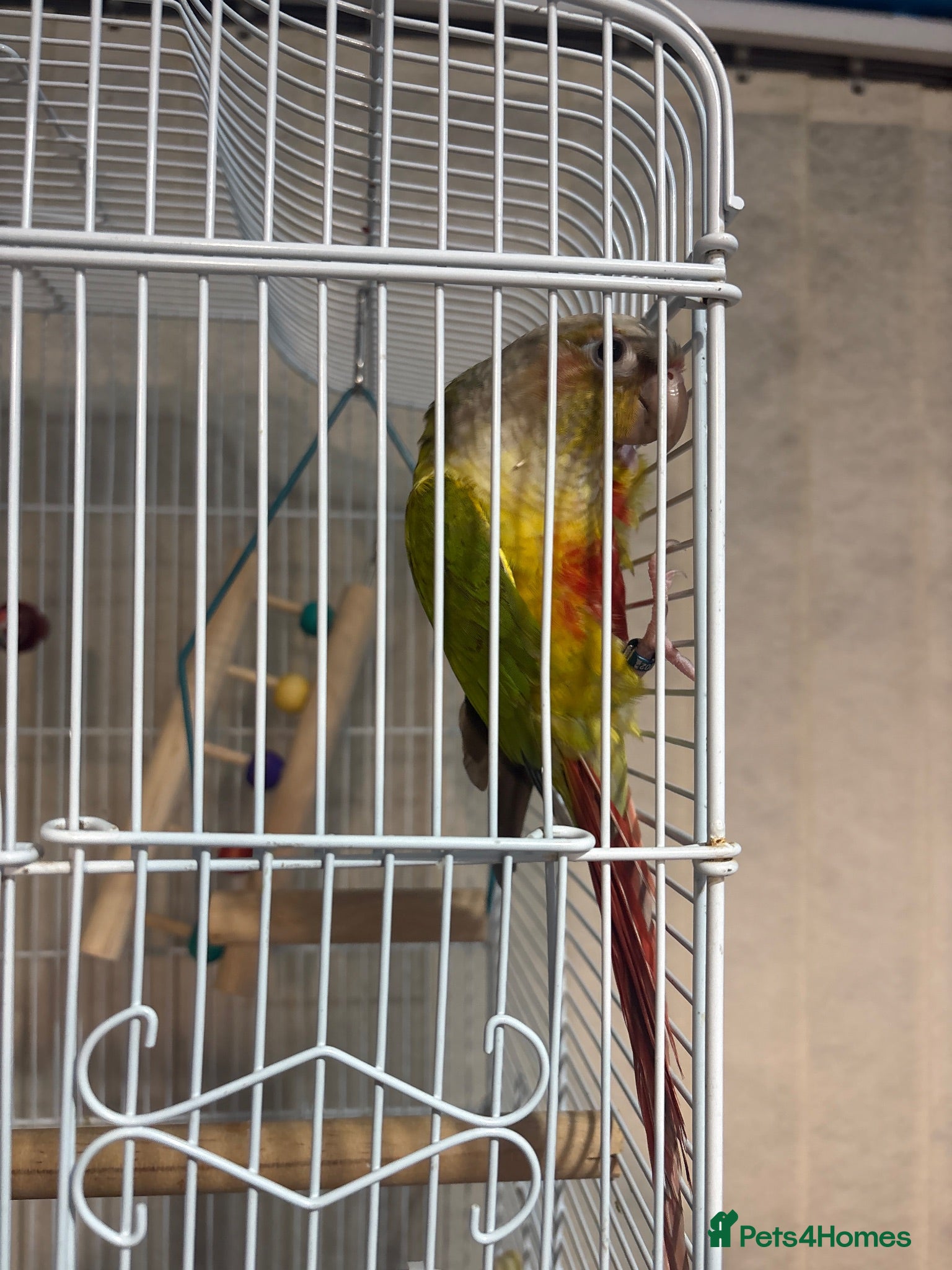 Parrots birds pineapple conure parrot  - Advert 1