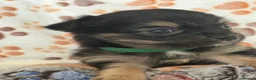 Chihuahua dogs for sale: Chihuahua pups 1 girl 1 boy - Advert 12