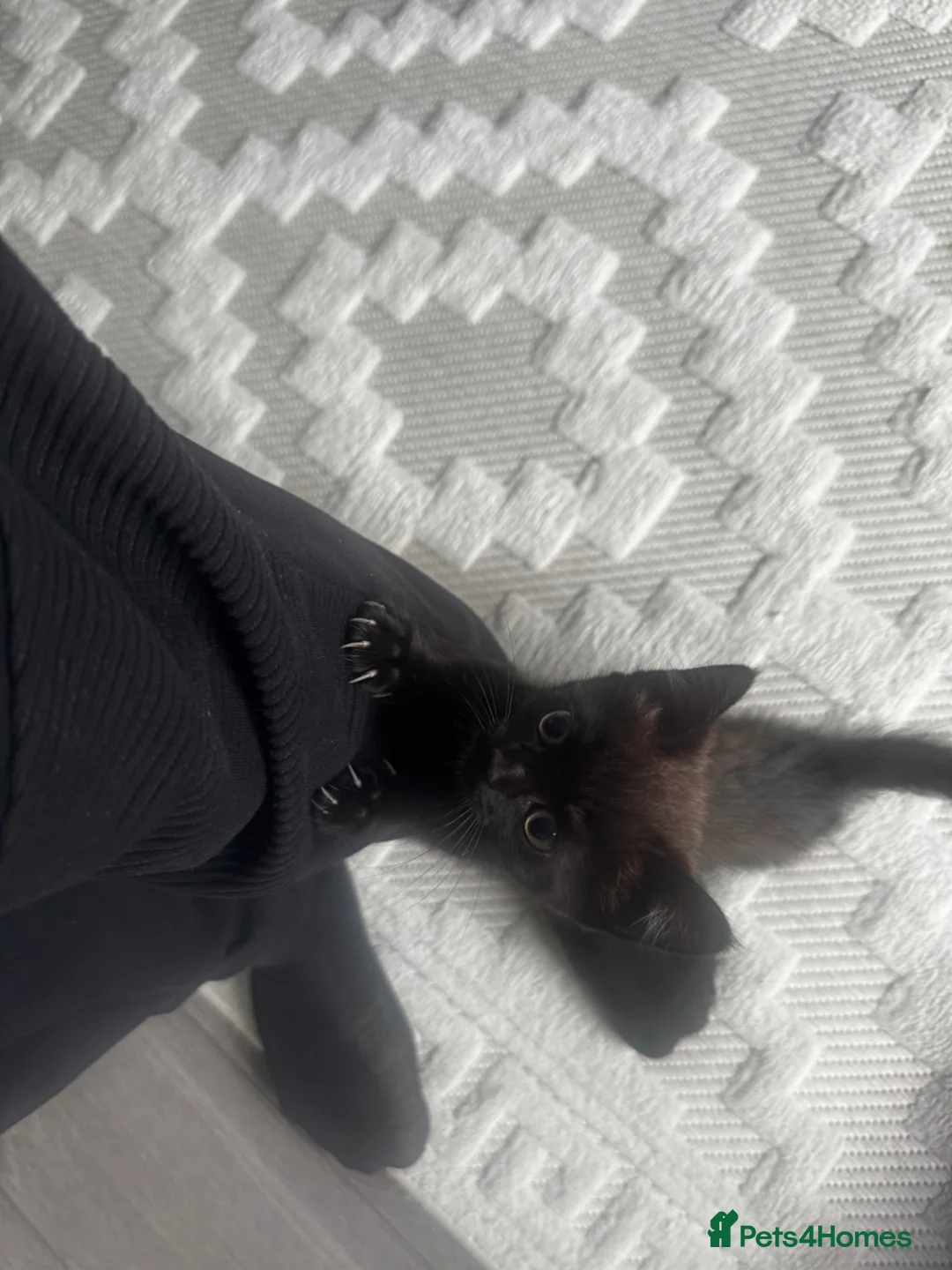 Mixed Breed cats for sale: Single Male Kitten  - Advert 2