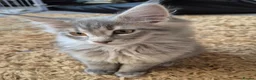 Maine Coon cats for sale: Maine coon kittens  - Advert 36